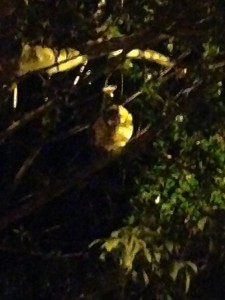 Here is a blurry picture of a sloth. He moved quite slow, but very fast considering the stereotype.