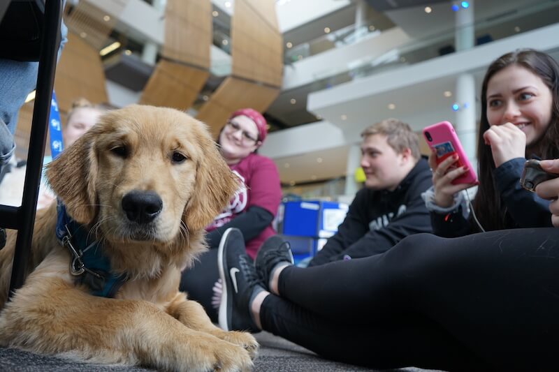 golden retriever puppy therapy dog