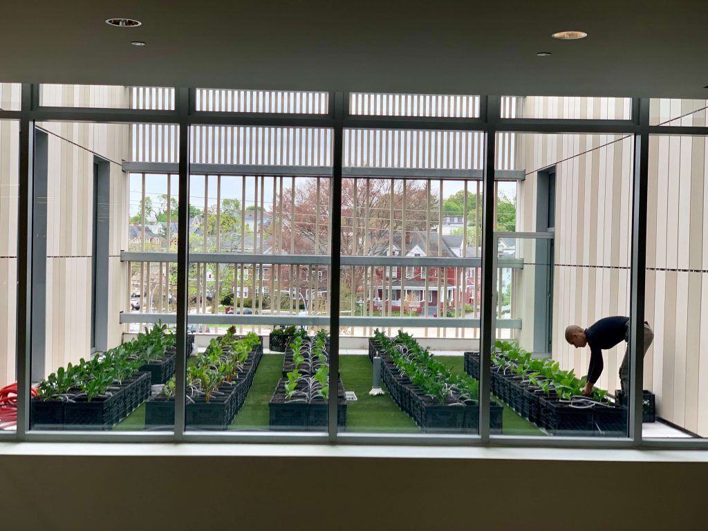 harvesting the rooftop garden