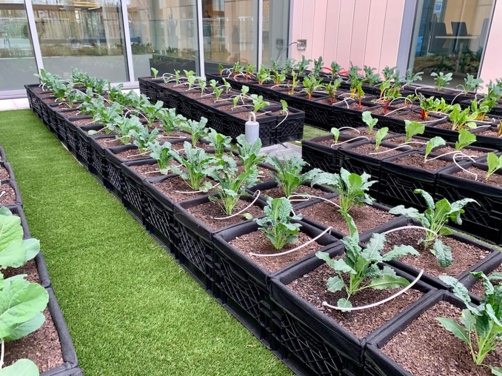 organic vegetables rooftop garden UMass Lowell