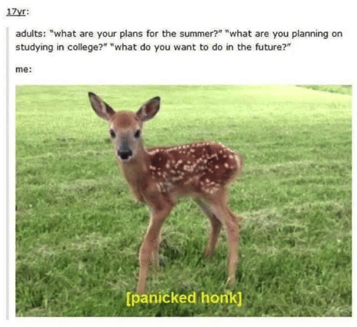 adults: "what are your plans for summer? where will you apply to college? me: panicked honk deer