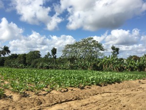 The Tobacco Farm