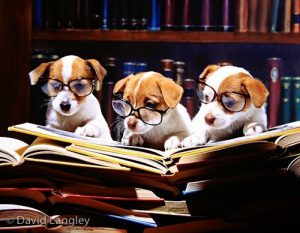 Image result for puppy reading