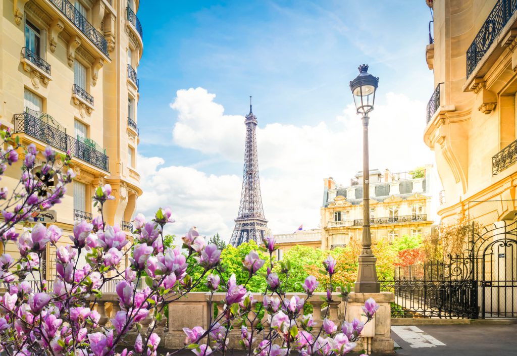 Pinkish purple flowers are in the foreground while, just beyond it, Parisian apartment buildings frame the shot. In the distance and the center of the photo is the Eiffel Tower.